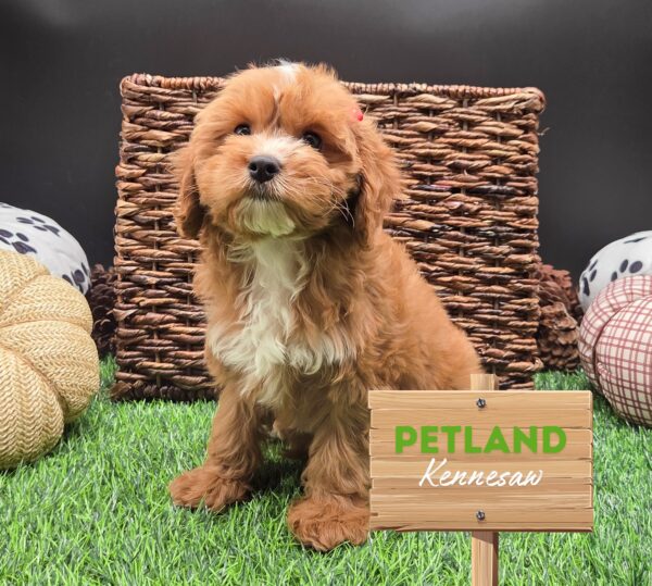 [#25683-01] Ruby F Cavapoo Puppies For Sale