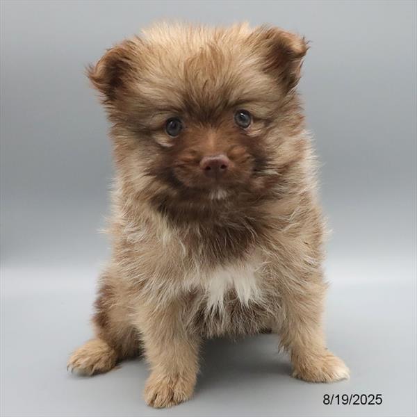 [#25638-02] Brown M Pomeranian Puppies For Sale