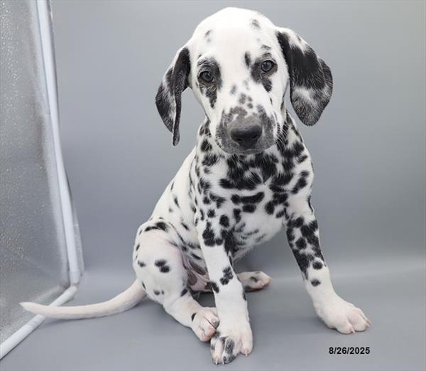 [#25643-05] Black / White M Dalmatian Puppies For Sale