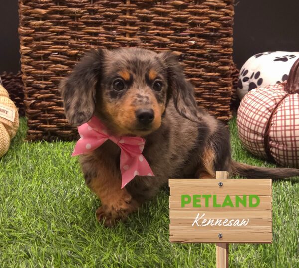 [#25748-03] Silver Dapple F Dachshund Puppies For Sale