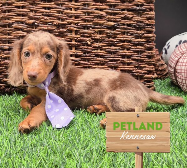 [#252123-02] Chocolate / Tan M Dachshund Puppies For Sale