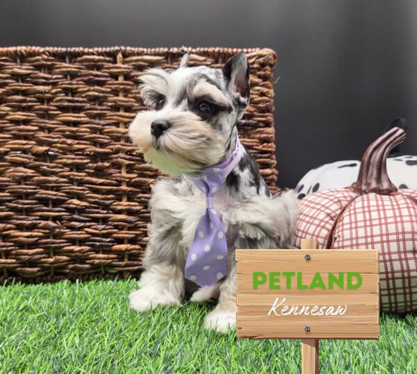 [#251484-01] Blue Merle / White M Miniature Schnauzer Puppies For Sale