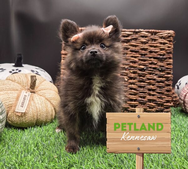 [#252395-01] Brindle F Pomeranian Puppies For Sale