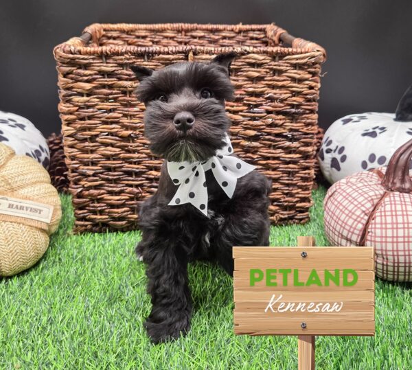 [#251484-05] Black F Miniature Schnauzer Puppies For Sale