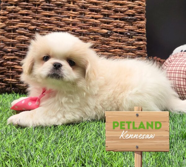 [#252118-03] White M Pekingese Puppies For Sale