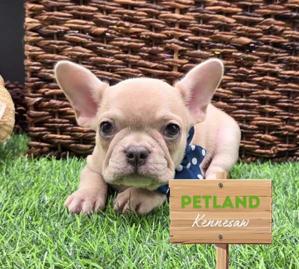 [#251615-03] Blue F French Bulldog Puppies For Sale