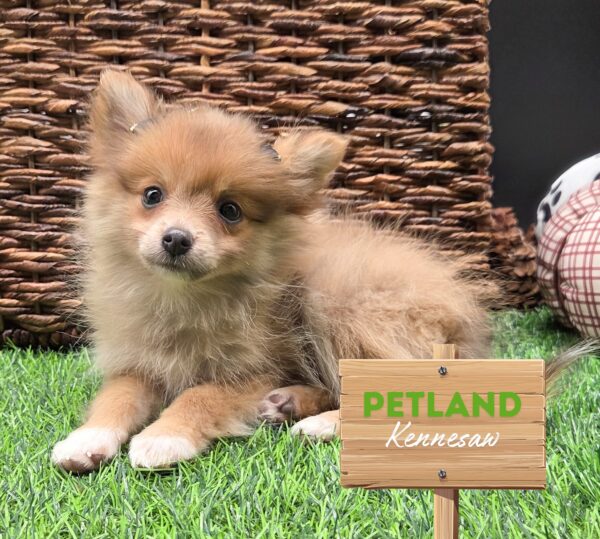 [#25723-03] Brown / Gray F Pomeranian Puppies For Sale