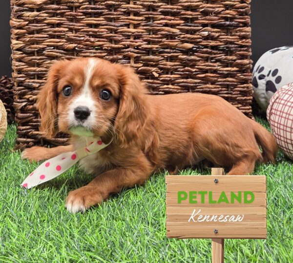 [#251629-02] Ruby M Cavalier King Charles Spaniel Puppies For Sale