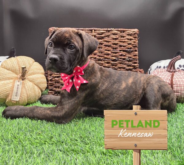 [#25707-05] Black F Cane Corso Puppies For Sale