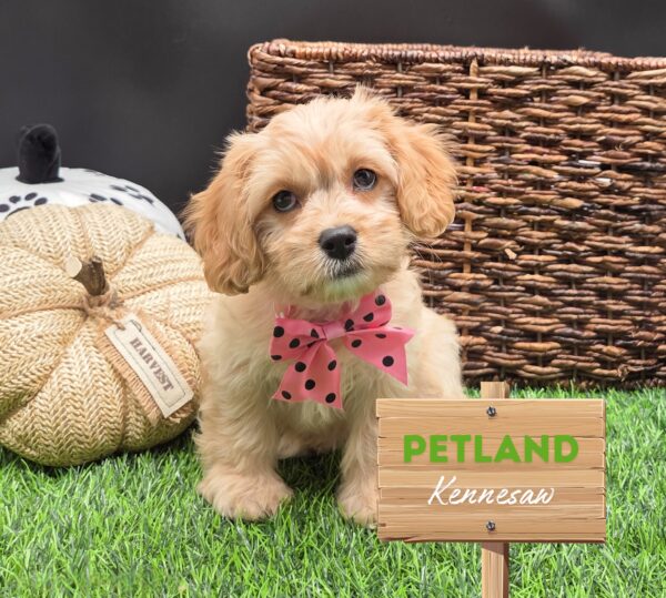 [#251980-08] Tan F Cavachon Puppies For Sale