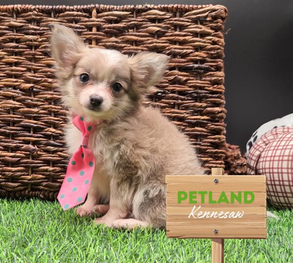 [#251944-02] Silver / White M Chihuahua Puppies For Sale