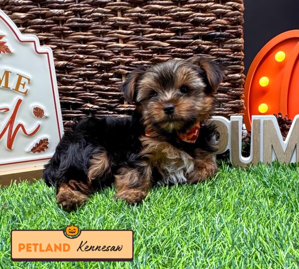 [#25795-04] Black / Tan F Yorkshire Terrier Puppies For Sale