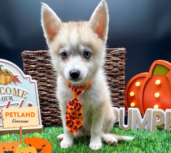 [#252185-01] Black / White M Pomsky Puppies For Sale