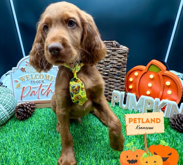 [#252187-01] Red M Irish Setter Puppies For Sale