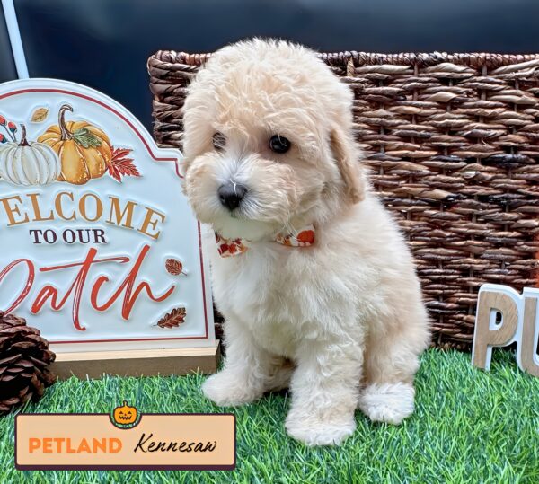 [#252318-02] Apricot F Bichapoo Puppies For Sale