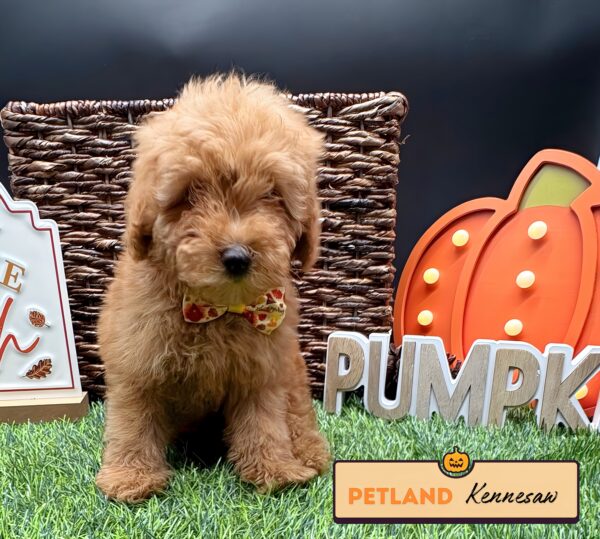 [#252108-03] Red F Poodle Mini Puppies For Sale