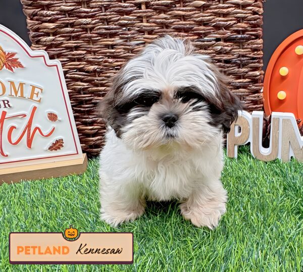 [#252310-04] Sable / White F Shih Tzu Puppies For Sale