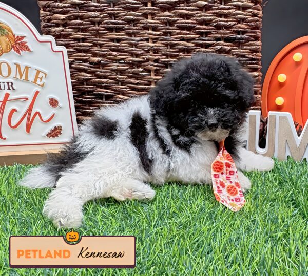 [#252109-02] Black / White M Poodle Mini Puppies For Sale