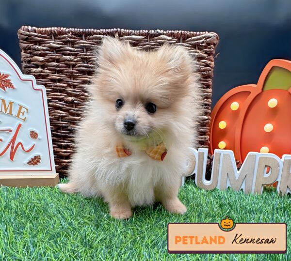 [#252408-01] Tan F Pomeranian Puppies For Sale