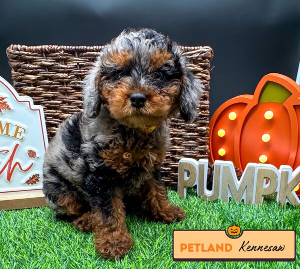 [#252204-05] Blue Merle F Cock A Poo Puppies For Sale