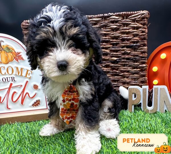 [#252422-01] Tri-Colored M Bernedoodle Puppies For Sale