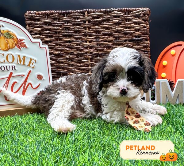 [#251766-04] Chocolate / White M Cavapoo Puppies For Sale