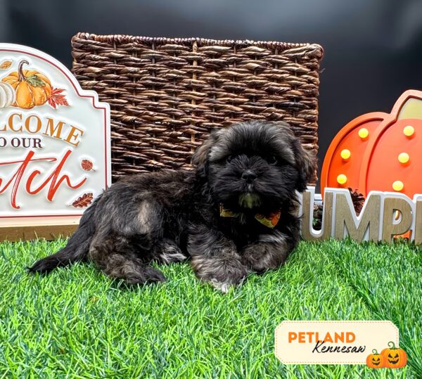 [#251788-06] Brindle / White F Shih Tzu Puppies For Sale