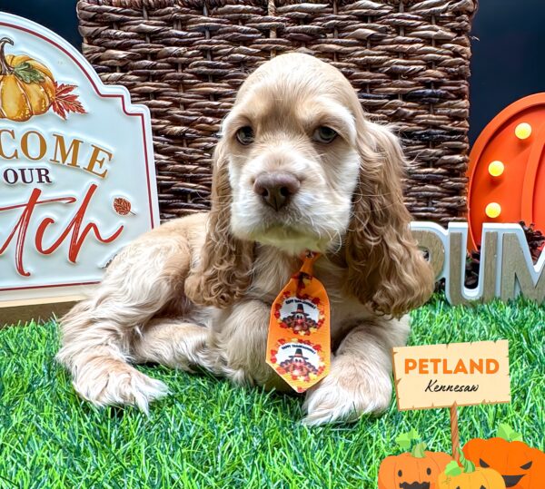 [#25262-03] cream M Cocker Spaniel Puppies For Sale