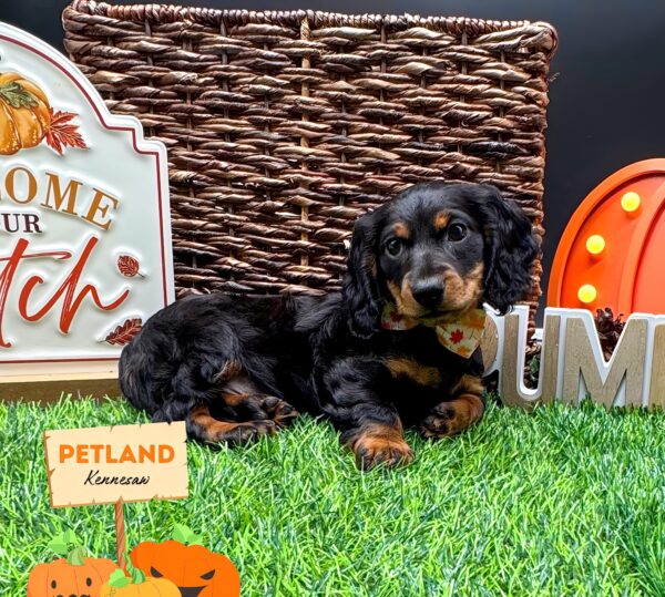 [#25679-03] Black / Tan F Dachshund Puppies For Sale