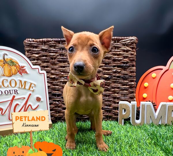 [#251812-07] Red F Miniature Pinscher Puppies For Sale