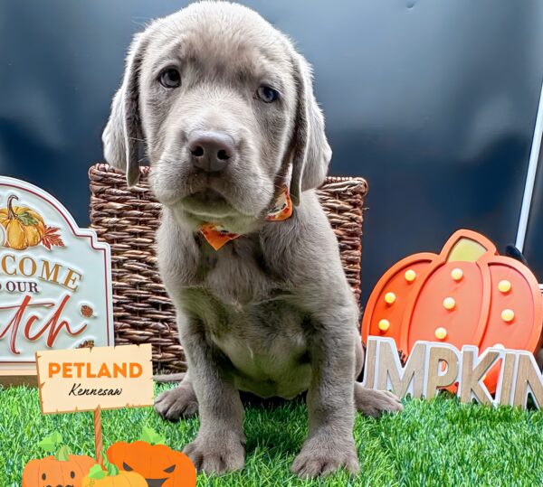 [#25283-03] Silver F Labrador Retriever Puppies For Sale