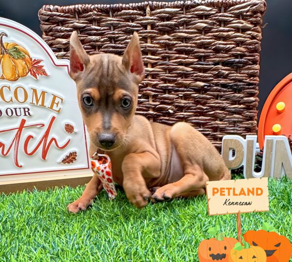 [#251811-02] Red M Miniature Pinscher Puppies For Sale