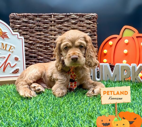 [#251738-01] Red M Cocker Spaniel Puppies For Sale