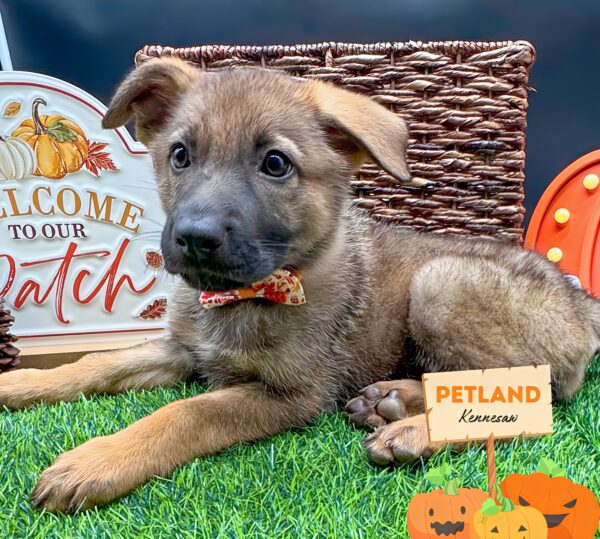 [#25279-07] Sable F German Shepherd Dog Puppies For Sale