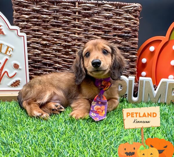 [#252145-01] Red M Dachshund Puppies For Sale