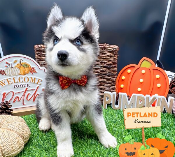 [#25302-04] Black / White F Siberian Husky Puppies For Sale