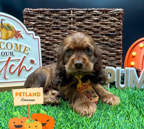 [#251815-05] Chocolate / Tan M Cocker Spaniel Puppies For Sale