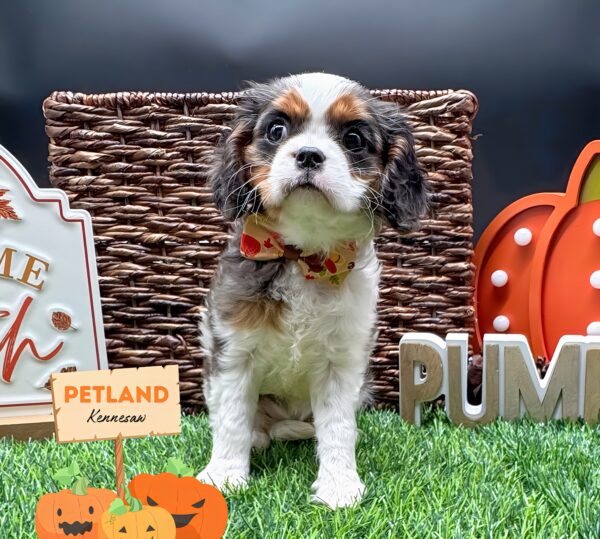 [#252138-04] Blue Merle / Tan F Cavalier King Charles Spaniel Puppies For Sale