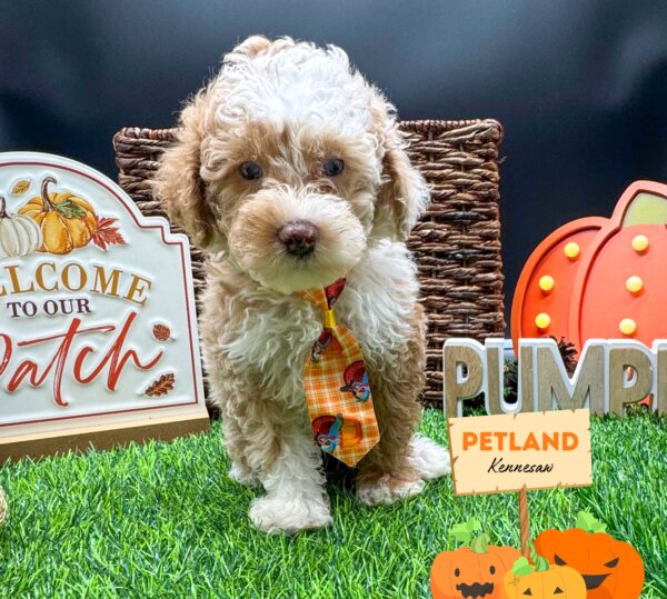 [#251851-01] Apricot M Poodle Puppies For Sale