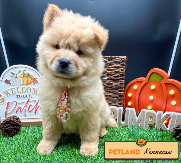 [#252459-01] Cream M Chow Chow Puppies For Sale