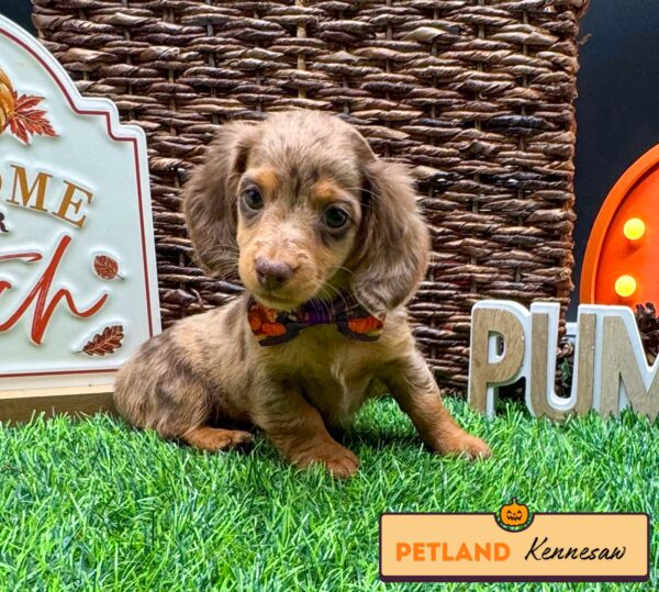 [#25742-05] Chocolate F Dachshund Puppies For Sale