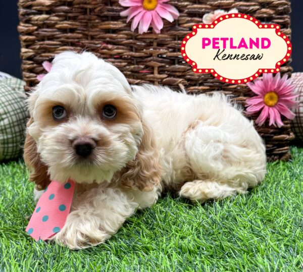 [#25658-03] White / Buff M Cock A Poo/Cocker Spaniel Puppies For Sale