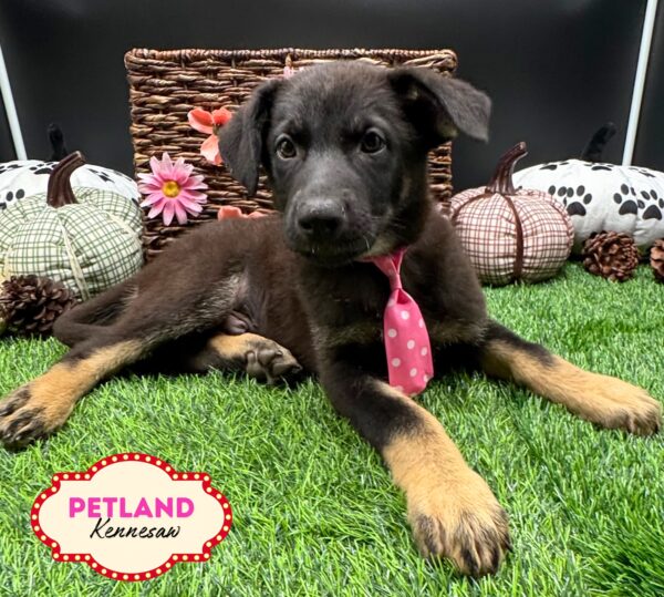 [#25280-01] Black / Tan M German Shepherd Dog Puppies For Sale
