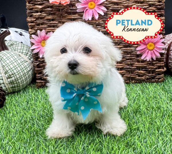 [#252140-03] White F Maltese Puppies For Sale