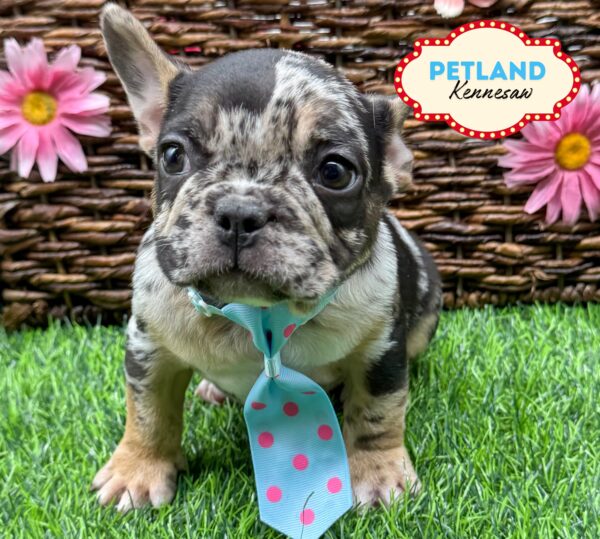 [#252079-02] Chocolate Merle M French Bulldog Puppies For Sale
