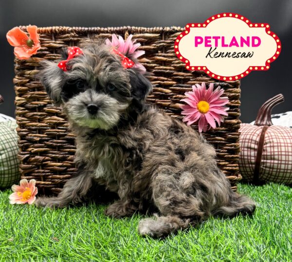 [#25786-02] Brown F Cavapoo F1 Puppies For Sale