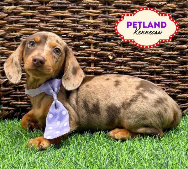 [#25681-01] Red M Dachshund Puppies For Sale