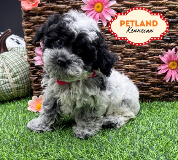 [#25784-07] Black / White F Cock A Poo 2nd Gen Puppies For Sale