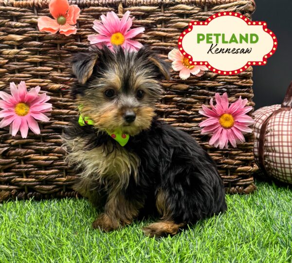 [#252116-05] Black / Tan F Yorkshire Terrier Puppies For Sale