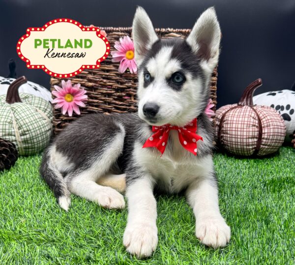 [#25250-05] Black / White F Siberian Husky Puppies For Sale